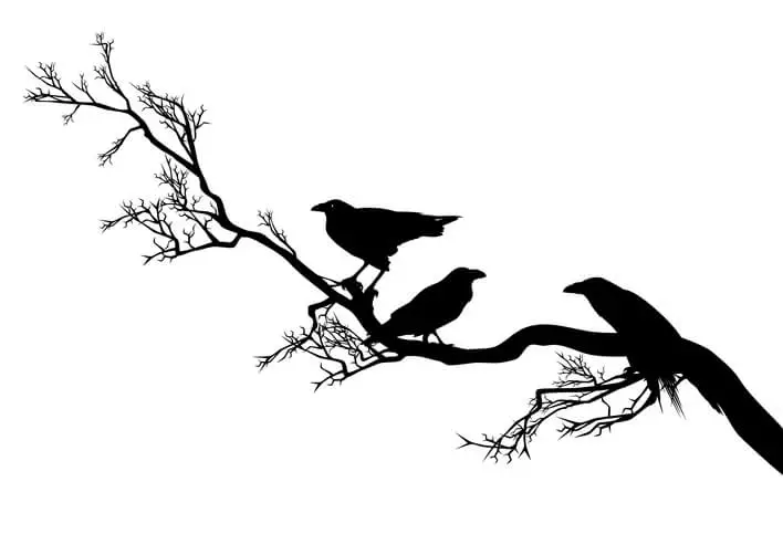 crows